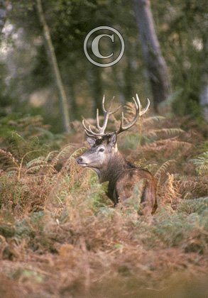 Red Deer Stag DM0667